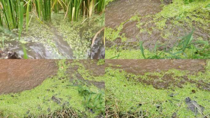 农田排水雨后水田雨后排涝夏季植物洪水排涝