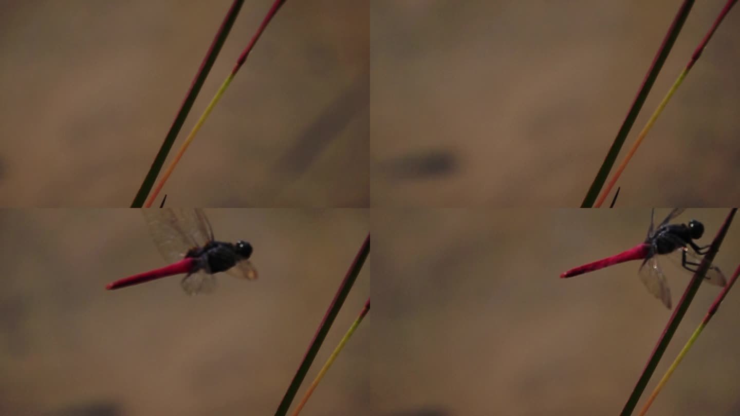 红肚皮蜻蜓飞进画面牢牢抓住野草慢镜头