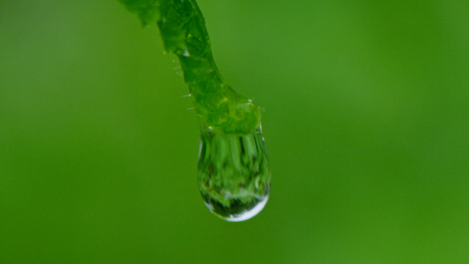 滴水合集 水珠 露珠 水滴