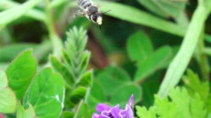 大灰蜜蜂伸展长针般长嘴采蜜后扇动 翅膀