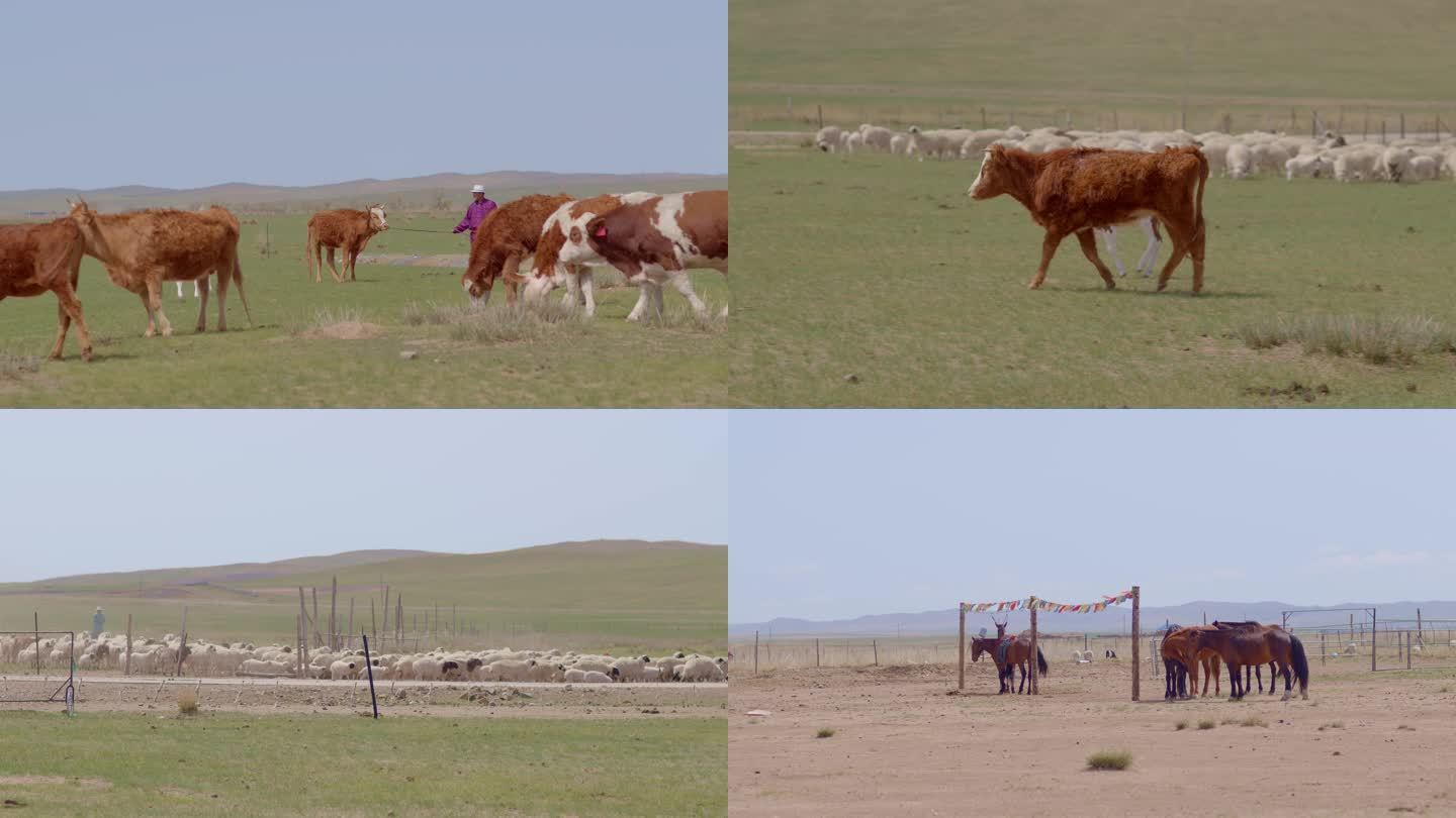草原放牧 牛群 奶牛