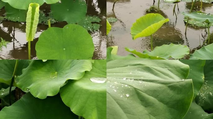 雨滴荷花 莲花池 荷花塘 雨景 夏雨荷花