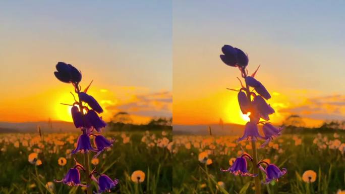 日落余晖下的紫花