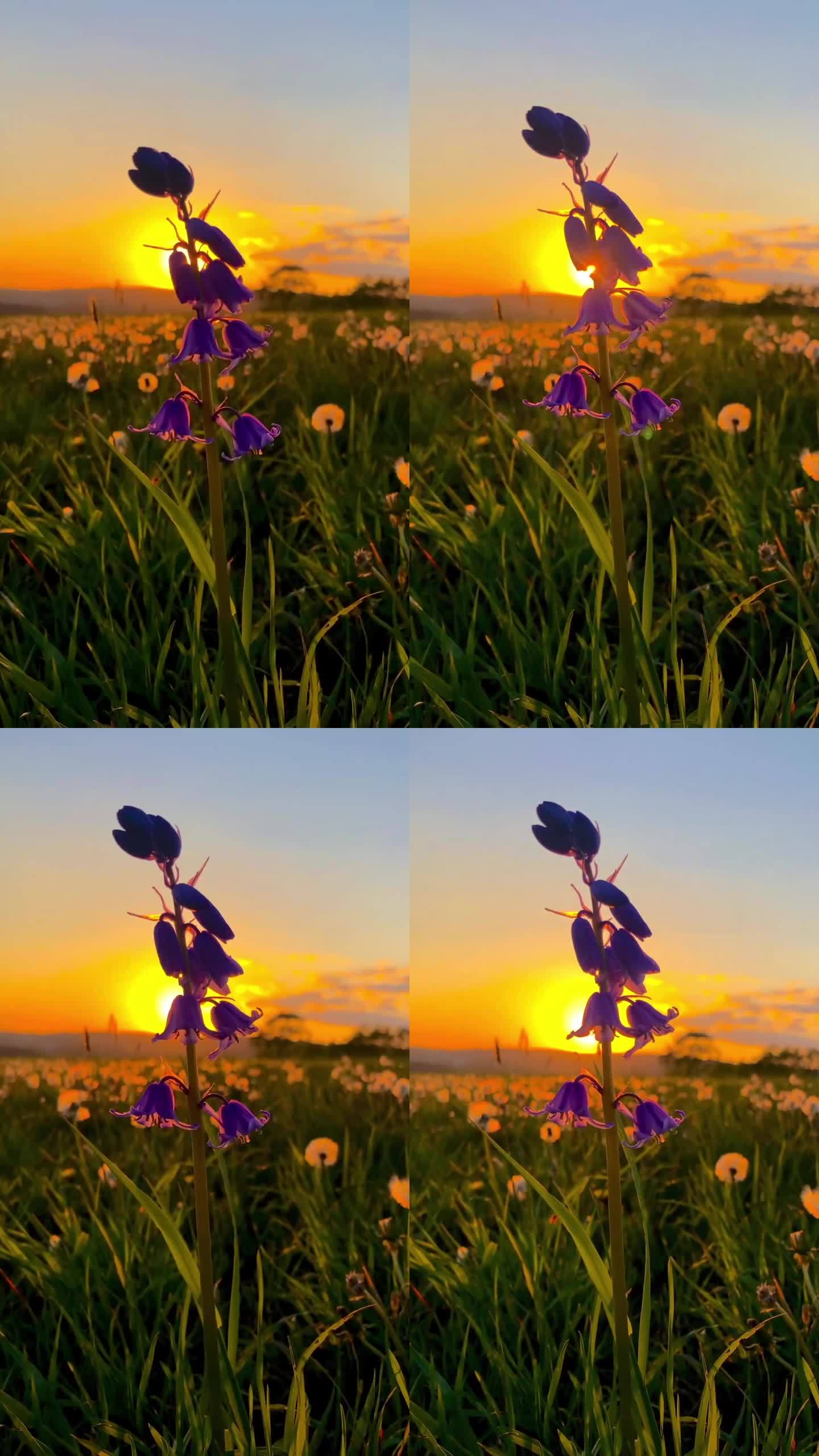 日落余晖下的紫花