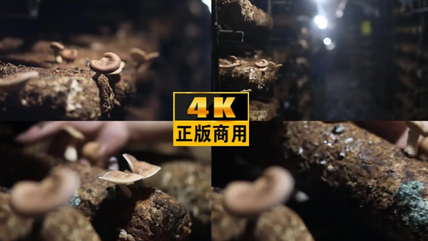 香菇马桑菌种植4K