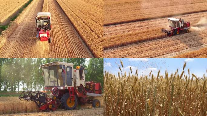 丰收小麦收割机粮食