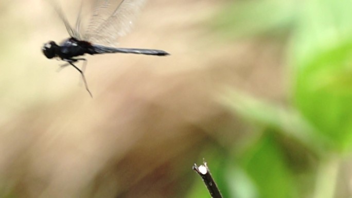 大黑蜻蜓起飞从小草棍上清晰起飞慢镜头