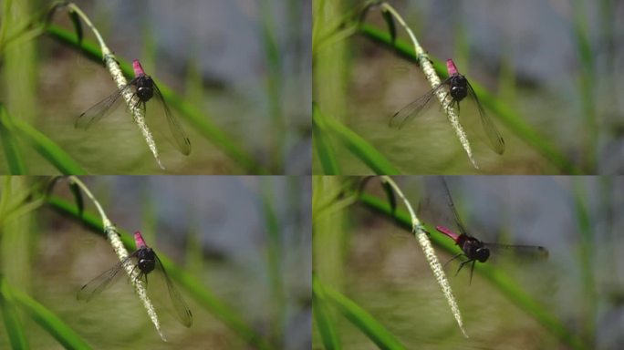 芒草尖上的红蜻蜓清晰弹射起飞慢镜头