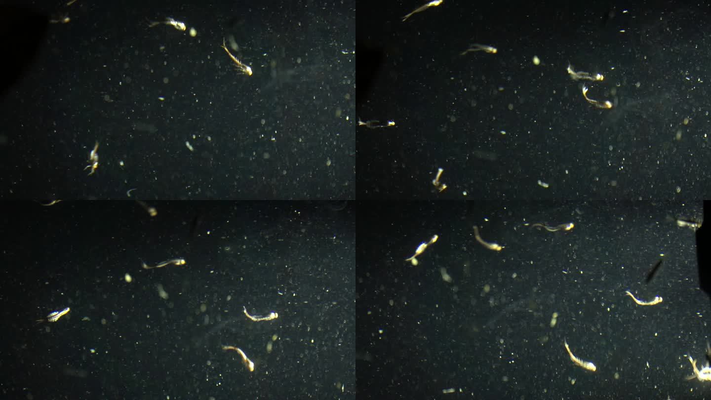 洞穴水潭中成群小生物缓慢游动慢镜头