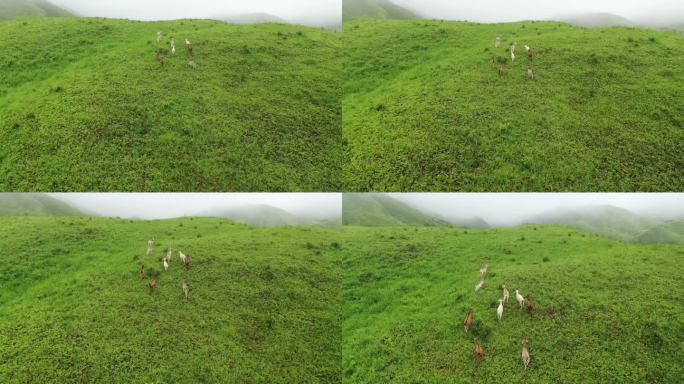 福建宁德鸳鸯草场牧区羊群烟雾环绕航拍山顶