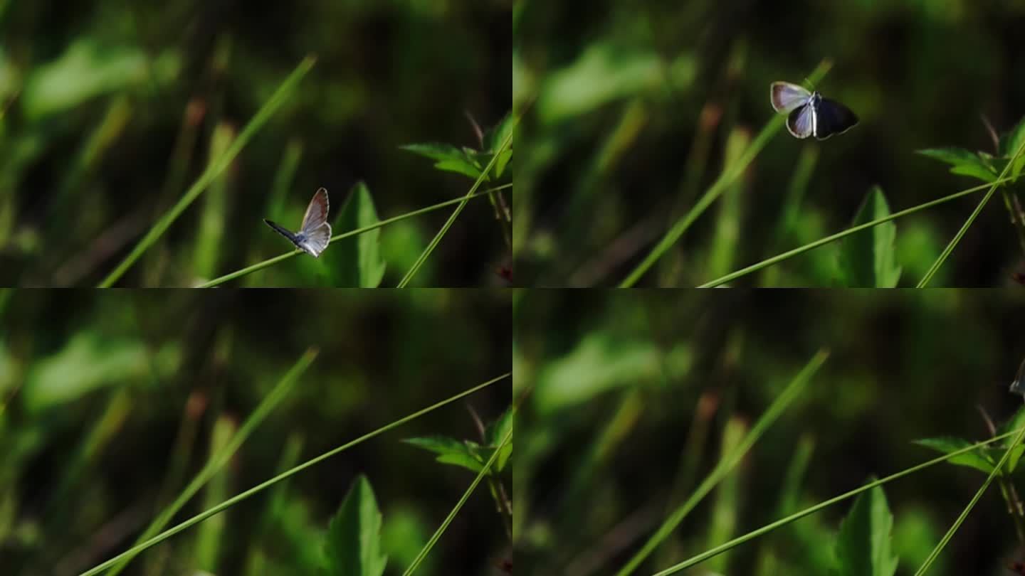 草茎上的灰蝴蝶垂直起飞清晰慢镜头
