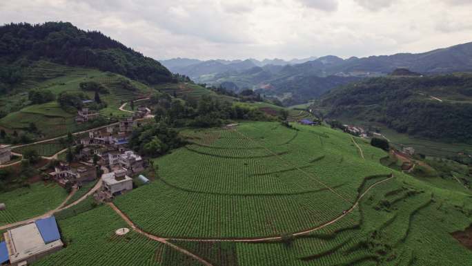 烟叶烤烟烟叶田地烟叶种植苗族采摘农民劳作