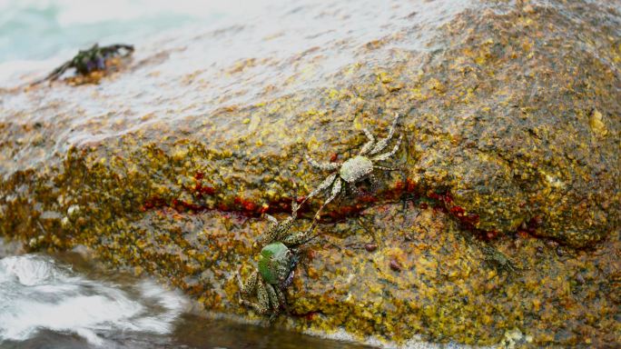 海岸螃蟹生活
