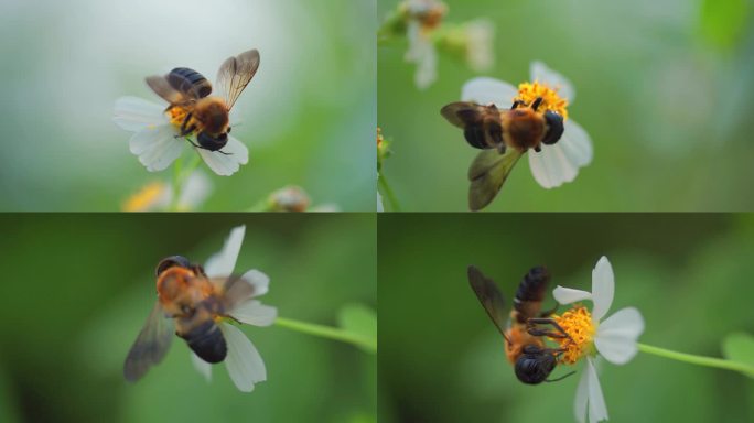 蜜蜂花朵采蜜特写