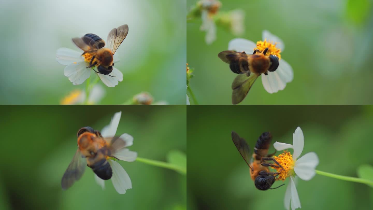 蜜蜂花朵采蜜特写