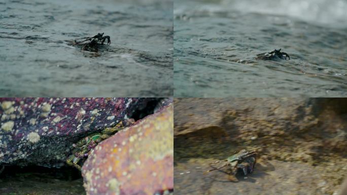 礁石觅食的螃蟹