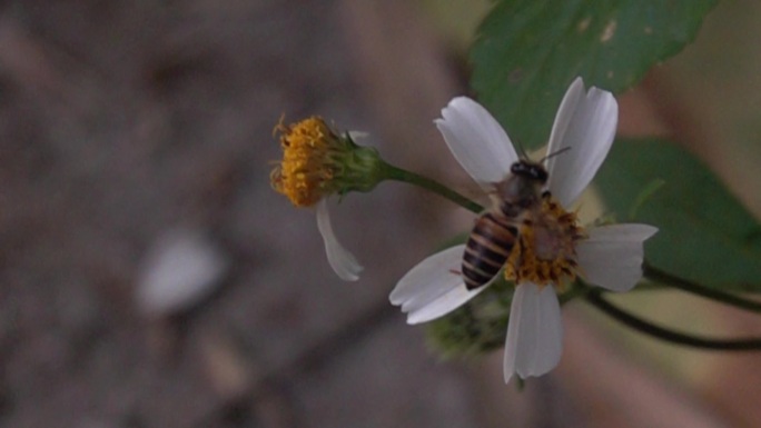 漂亮野花大黄蜂吃饱后缓慢飞离花丛