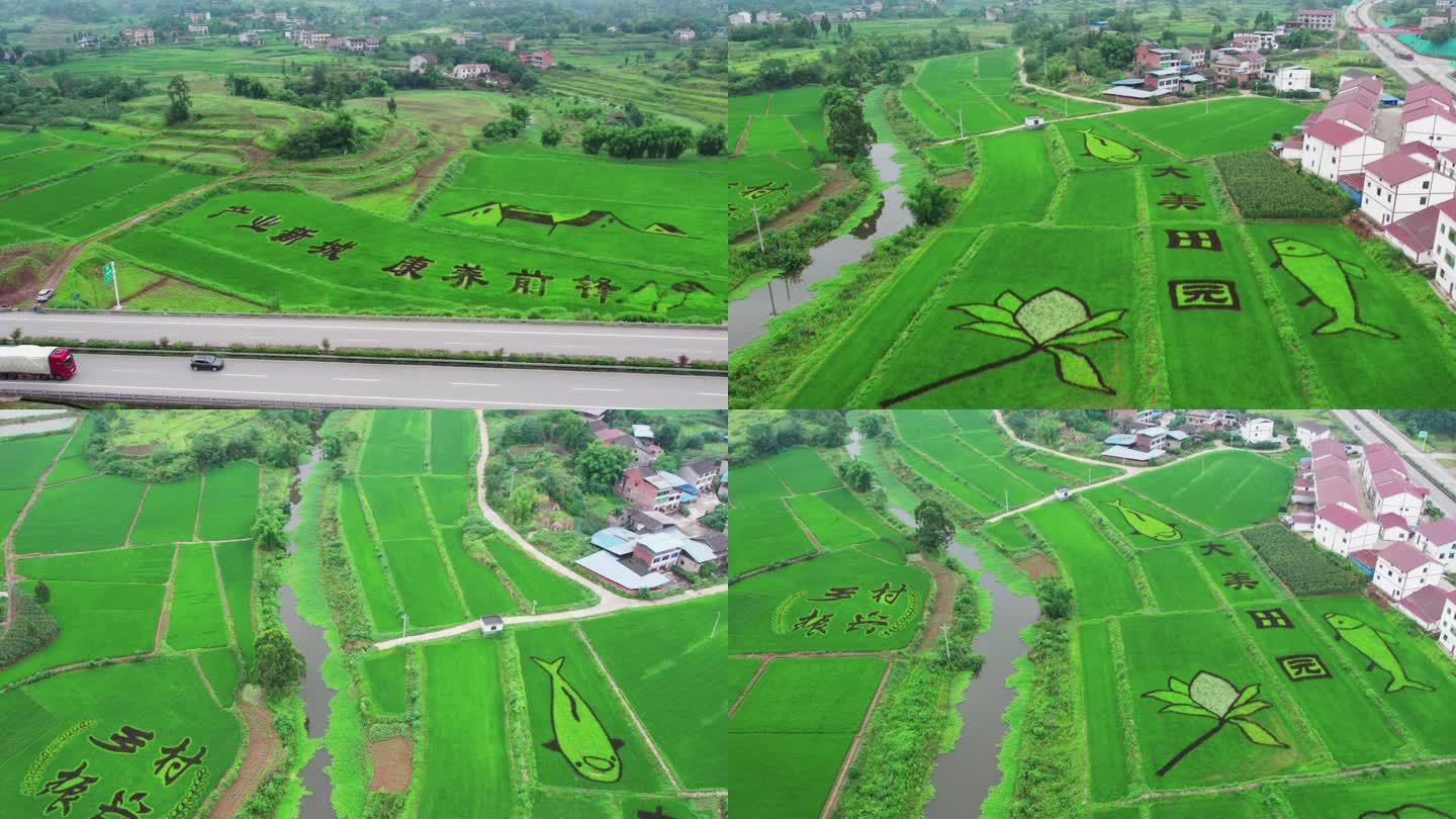 绿油油田园水稻画