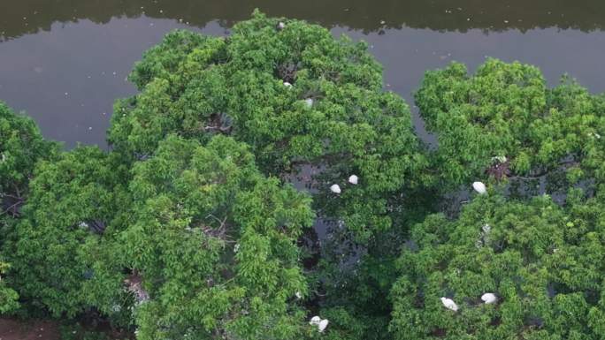 湿地生态保护白鹭成群栖息航拍加固定空镜