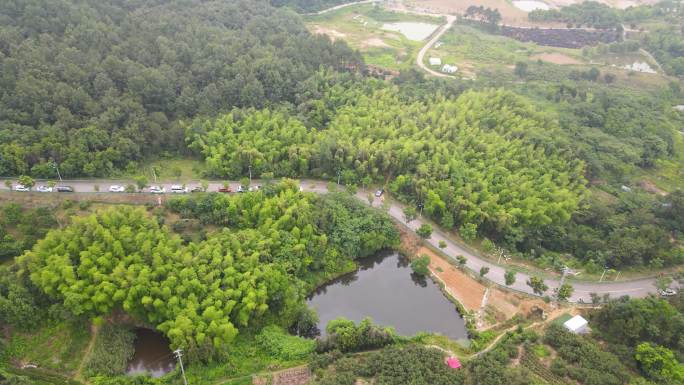 杨梅林 种植 山区