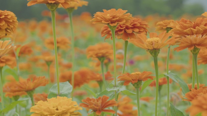 波斯菊花海