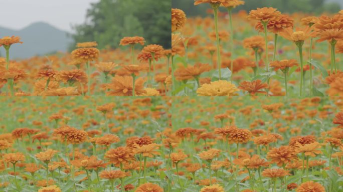 波斯菊花海