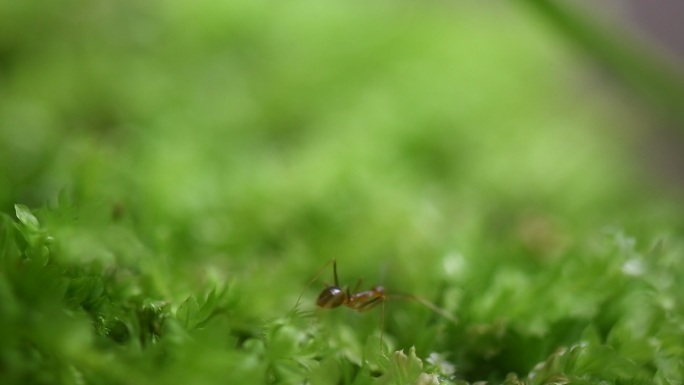 自然蚂蚁特写