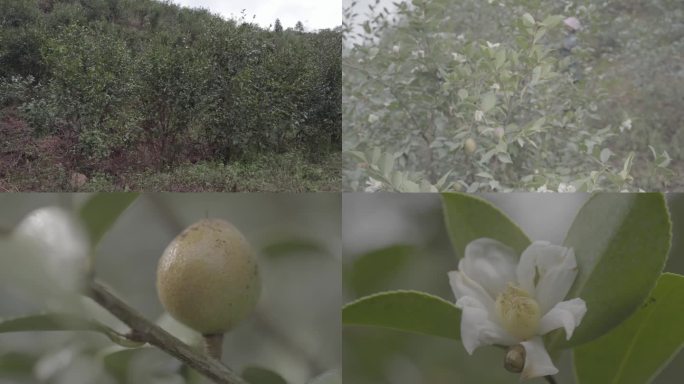 油茶果树