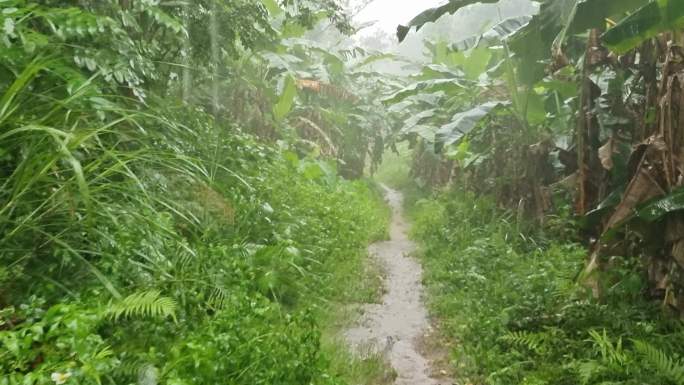 雨滴芭蕉雨打芭蕉雨打树叶雨中树叶大暴雨