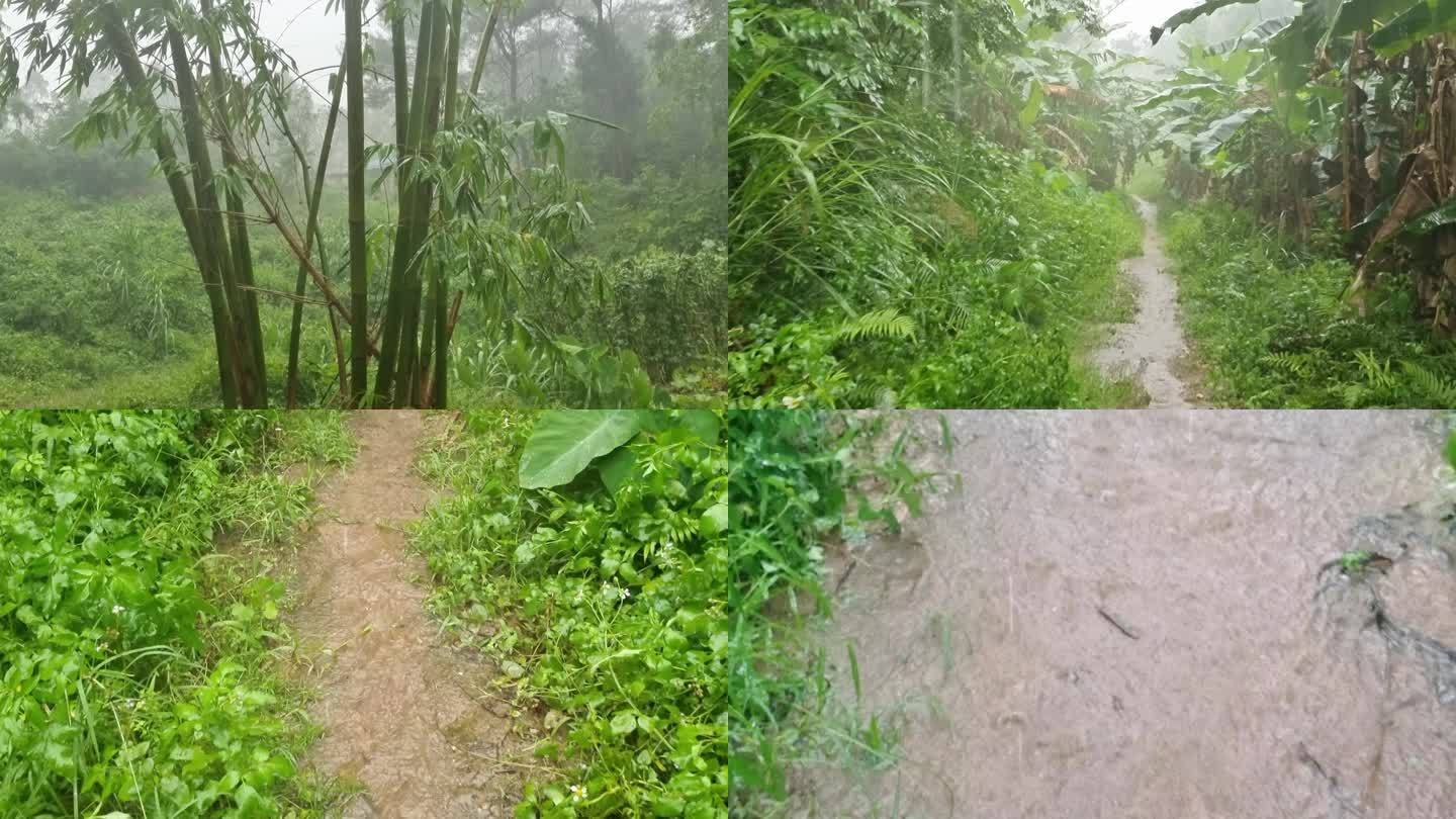 雨滴芭蕉雨打芭蕉雨打树叶雨中树叶大暴雨