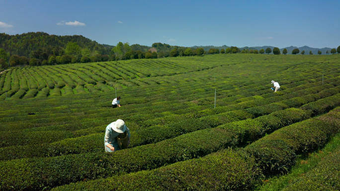 航拍茶园采茶