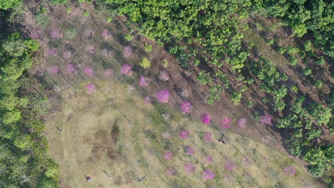 深圳 龙岗 乐园 立交桥 甘坑古镇 大运