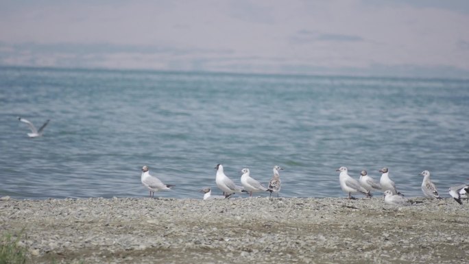 青海湖鸟群