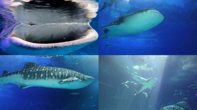 5鲸鲨