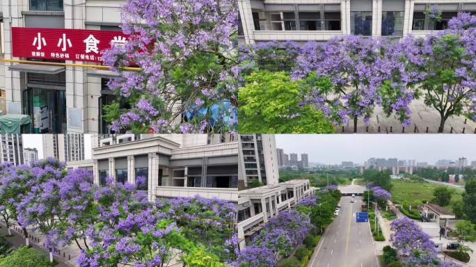 美丽什邡——蓝花楹开