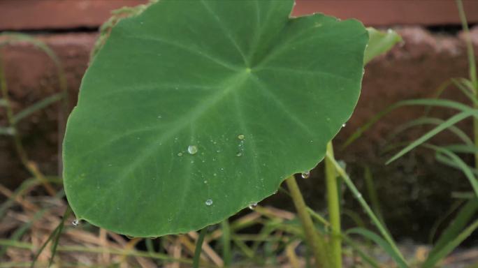 下雨