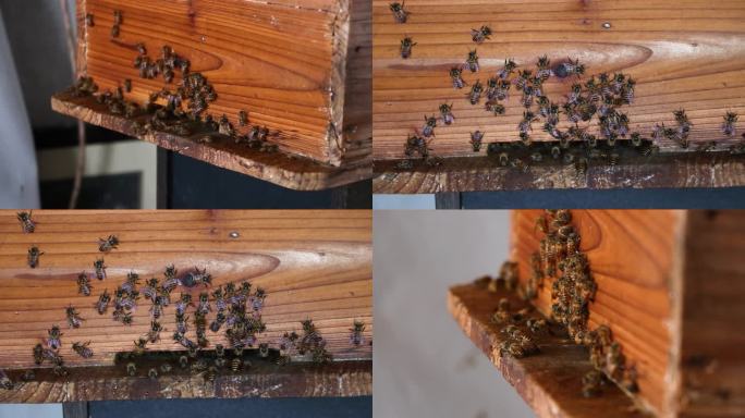 蜜蜂蜂窝蜂巢出巢采蜜