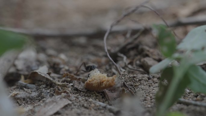 蚂蚁搬运食物