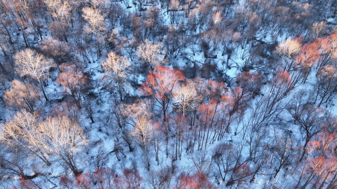 鸟瞰夕阳照耀的雪原红柳林