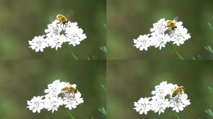 野蜂飞入降落在野花丛中慢镜头