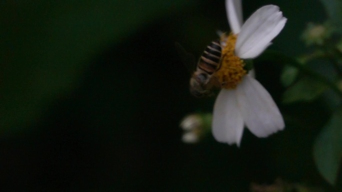 大黄蜂头朝下吃饱后飞离花丛慢镜头