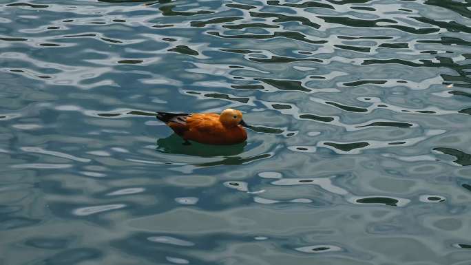 水池里的鸭子