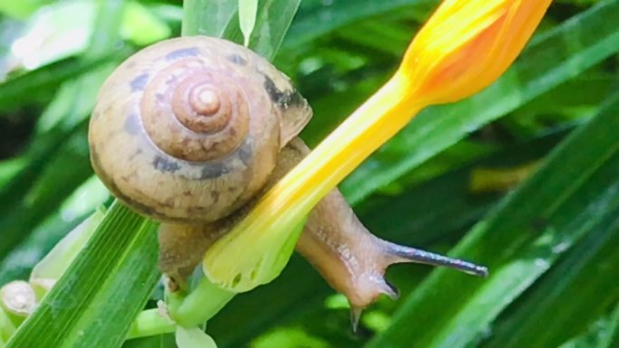 花朵 蜗牛
