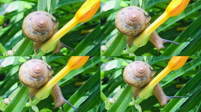 花朵 蜗牛