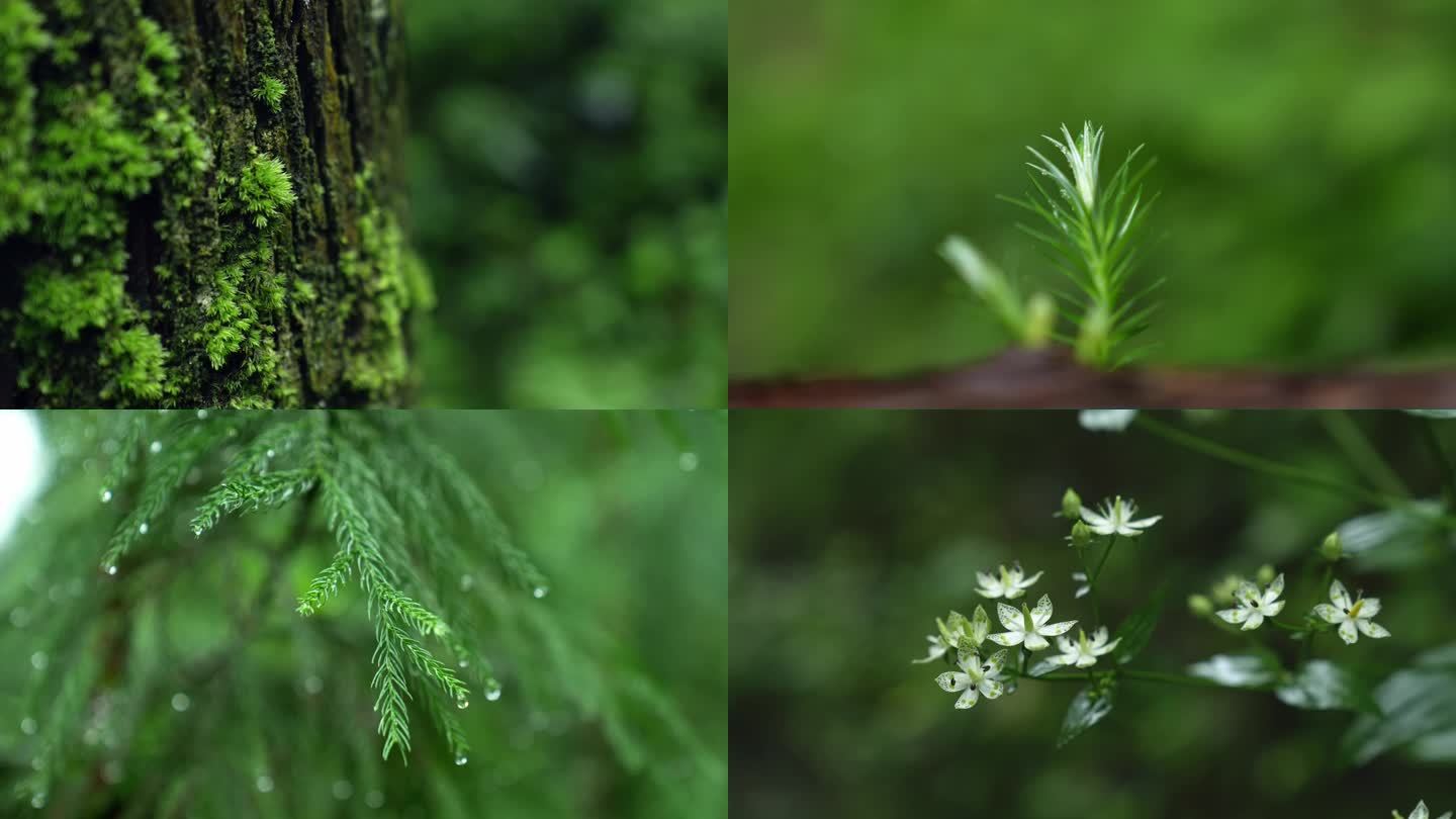 森林里的绿色植物