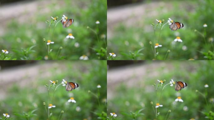 春天万物复苏美丽的蝴蝶