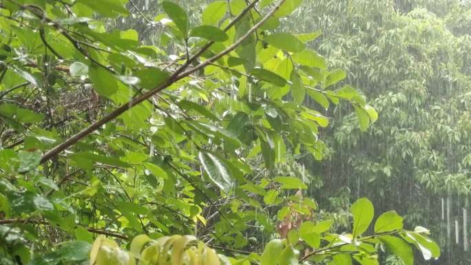 山林雨景户外淋雨绿色植物雨景农村雷雨境景