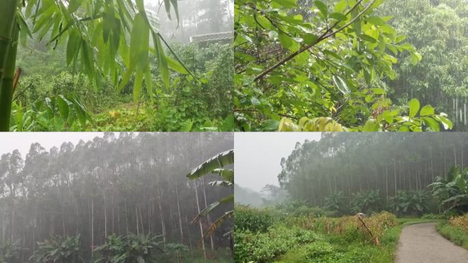 山林雨景户外淋雨绿色植物雨景农村雷雨境景