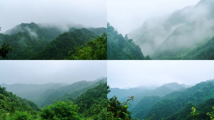 6K雨雾森林大自然风景树林山水山川延时
