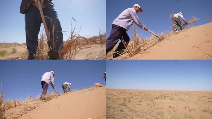 大规模治沙设置沙障 沙漠草方格